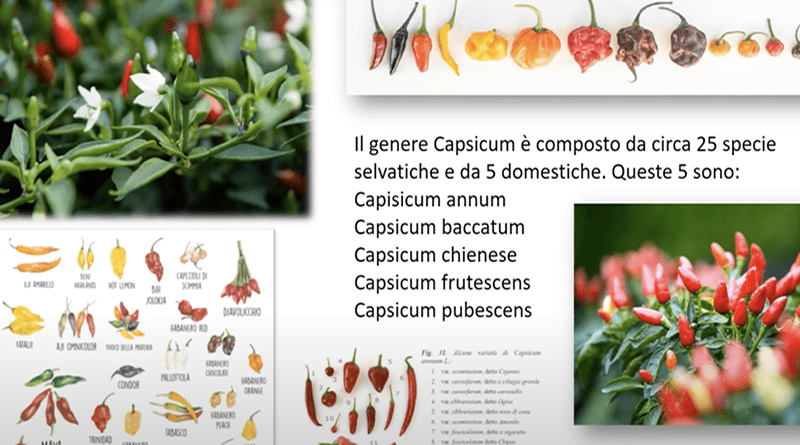 Peperoncino il Piccante che Cura